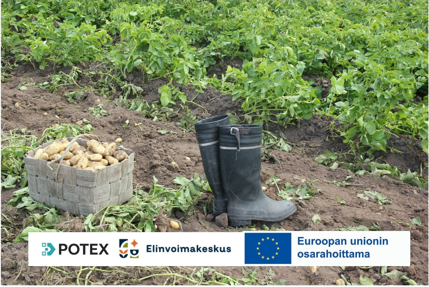 POTEX-hanke on saanut EU:n maaseuturahoitusta. Hanke toimii Pohjanmaan ja Pohjois-Suomen elinvoimakeskusten alueella.
